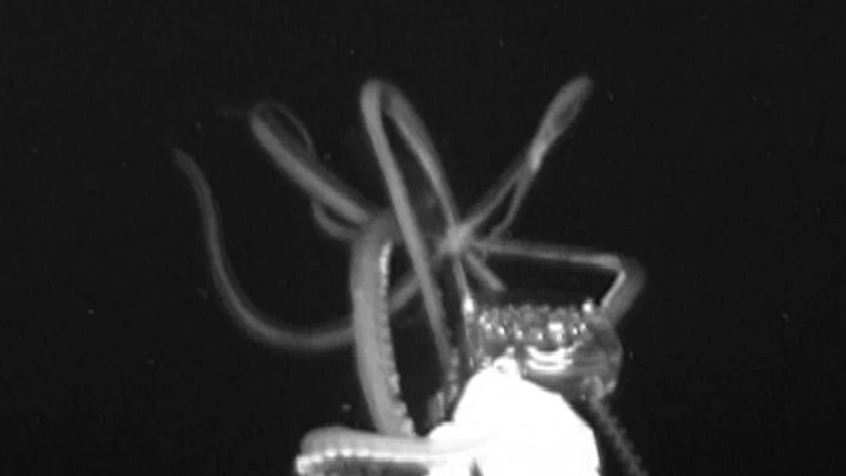 Giant Squid