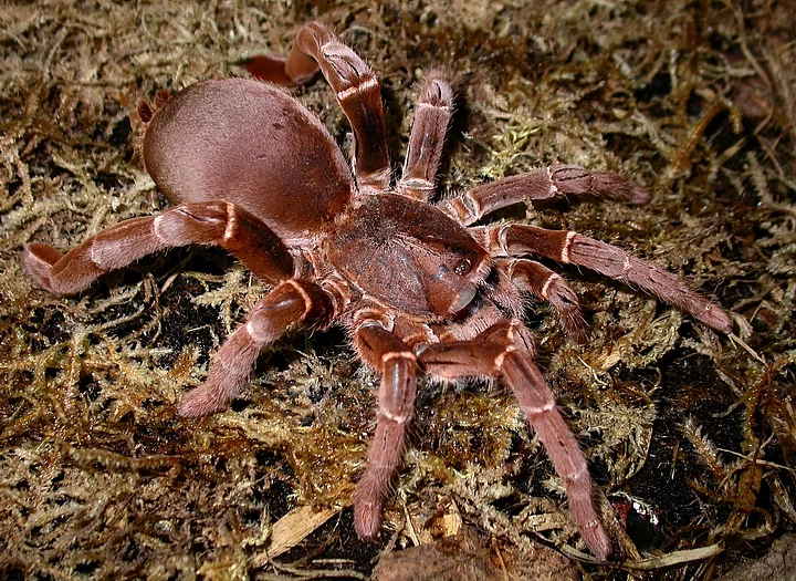 baboon spider