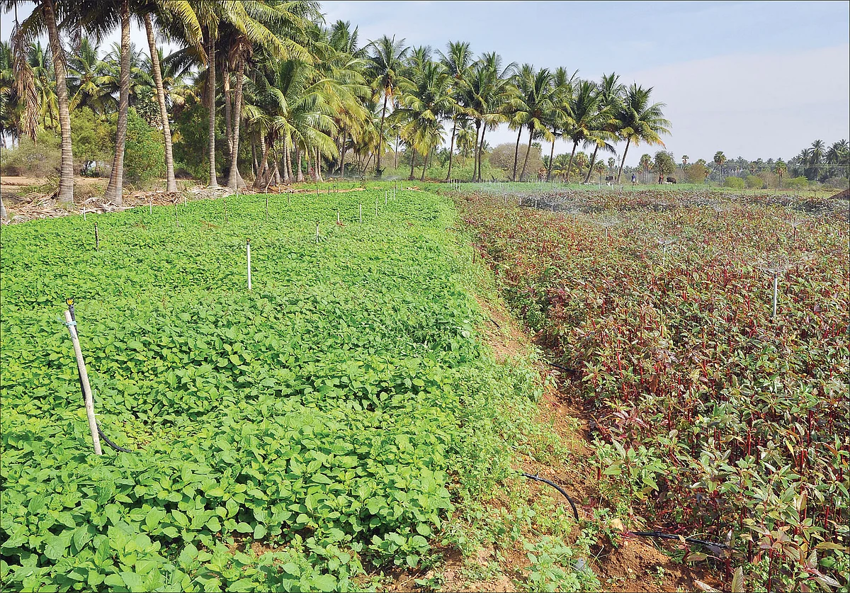 கீரைகள்… மூர்த்தி சிறிது… கீர்த்தி பெரிது!