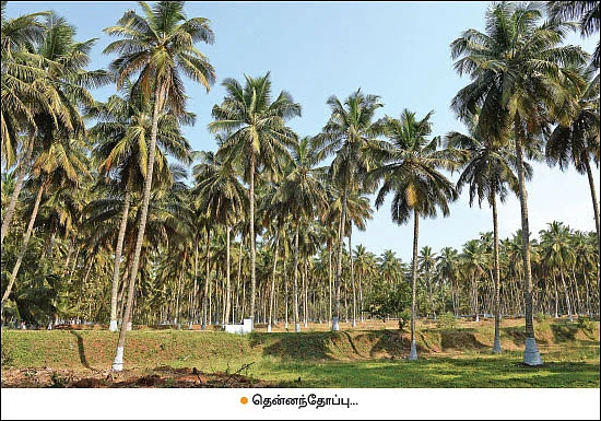 Coconut Trees