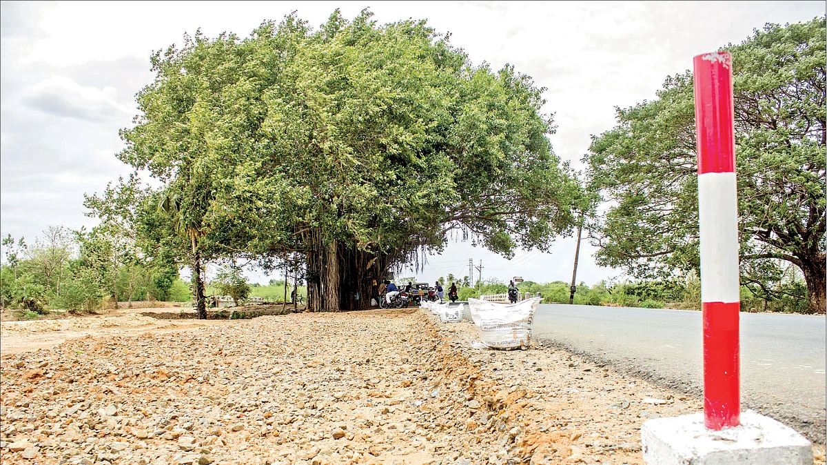 banyan tree