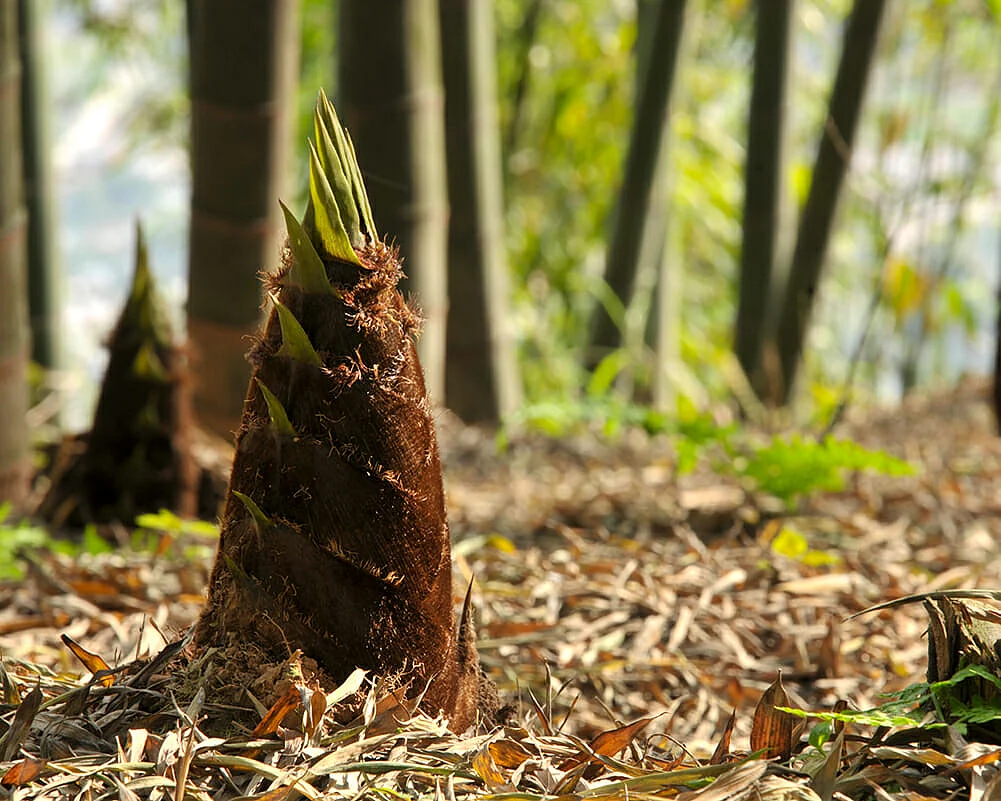 The first bud of a Chinese Bamboo Tree