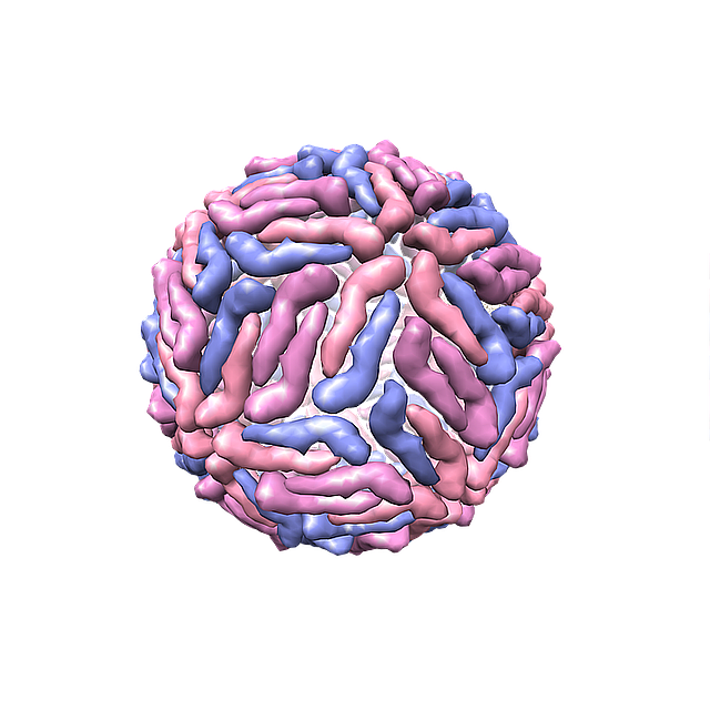 Dengu virus