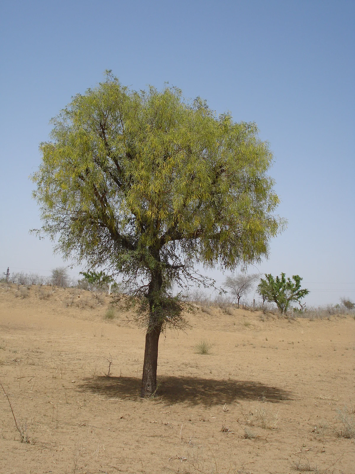 Khejri Tree