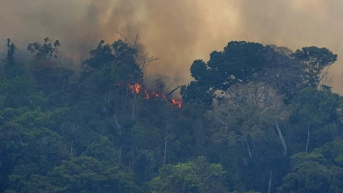 Amazon forests