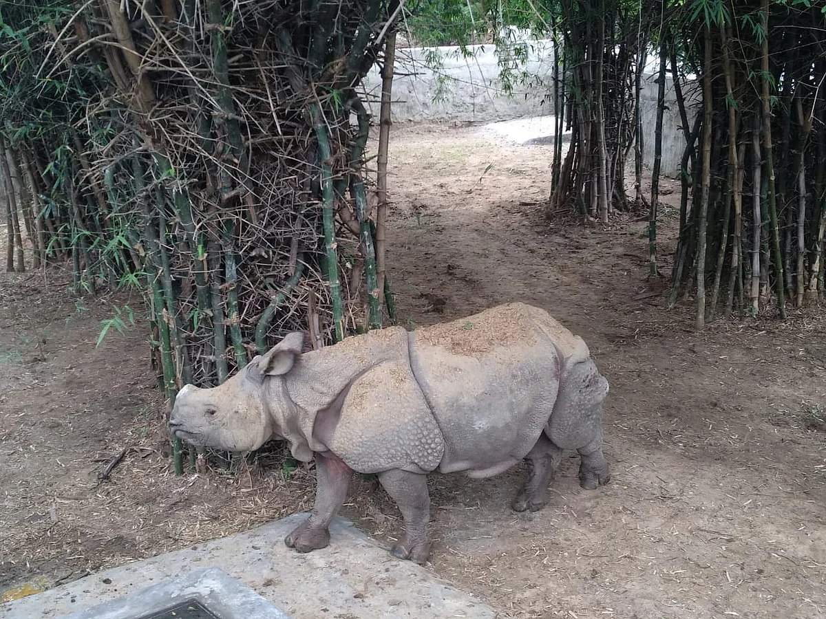 Rhinoceros, Vandalur Zoo