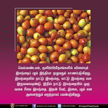 எல ம ப க க வல வ ட ட ம இலந த ப பழம Benefits Of Jujube Fruit