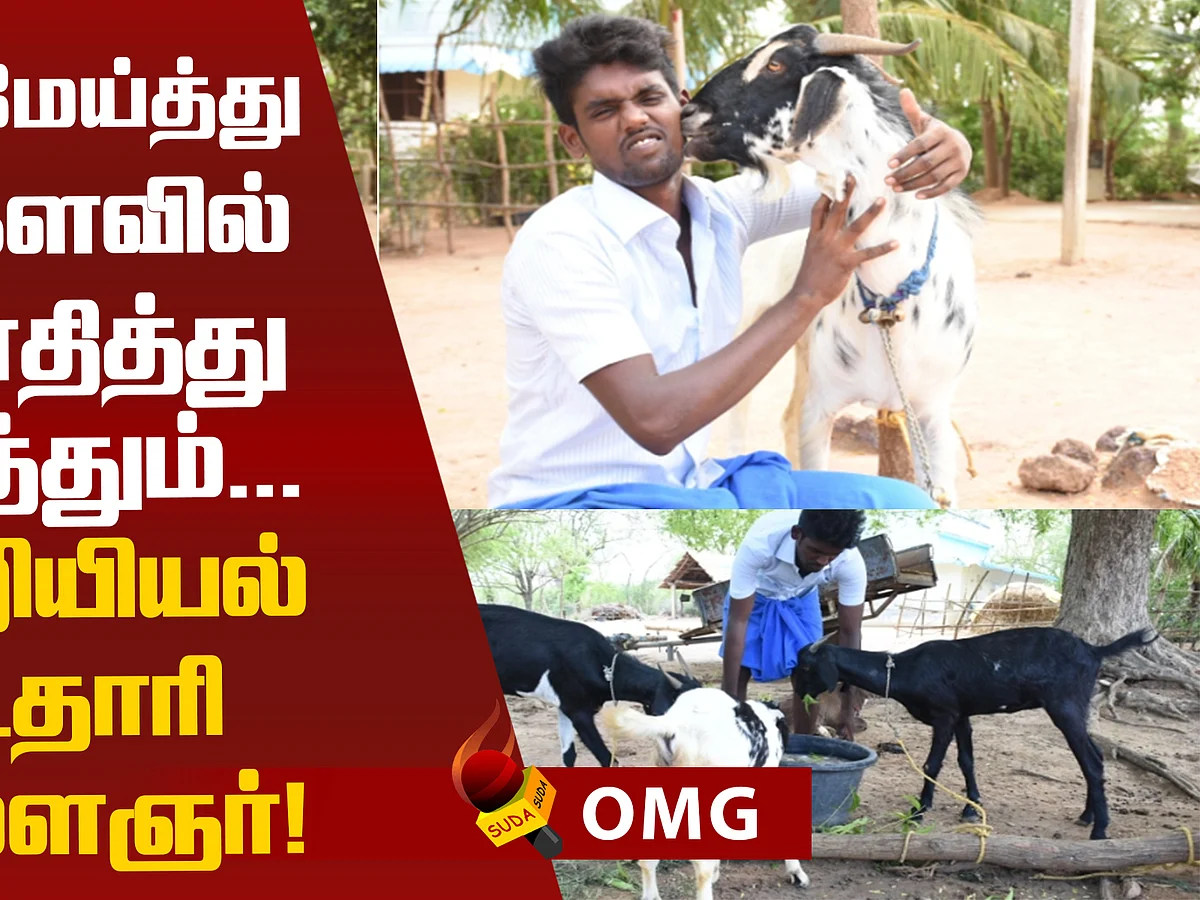 An engineering graduate becomes a goat shepherd!