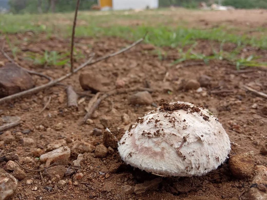 Mushroom
