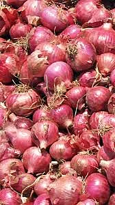 Onion
