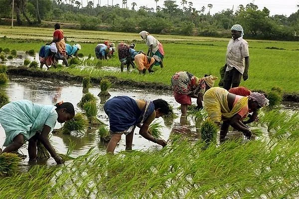 Agriculture