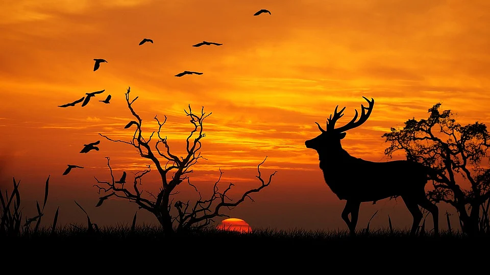 deer
