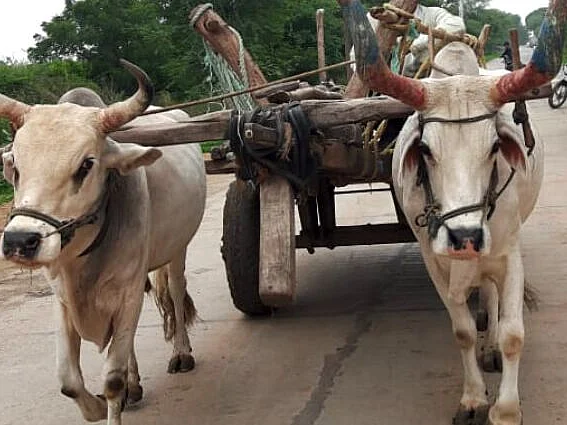 `வித்தியாசம் தெரியல; பில் புக் மாறிருச்சு'- மாட்டுவண்டிக்கு அபராதம் விதித்து சர்ச்சையான போலீஸ்!