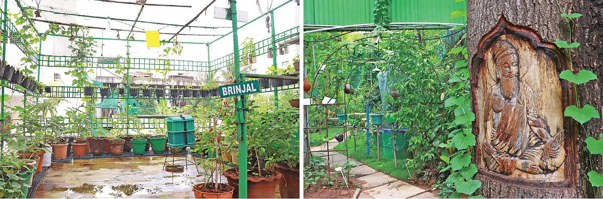 காய்கறிச் செடிகள், வீட்டுத்தோட்ட நுழைவுவாயில்