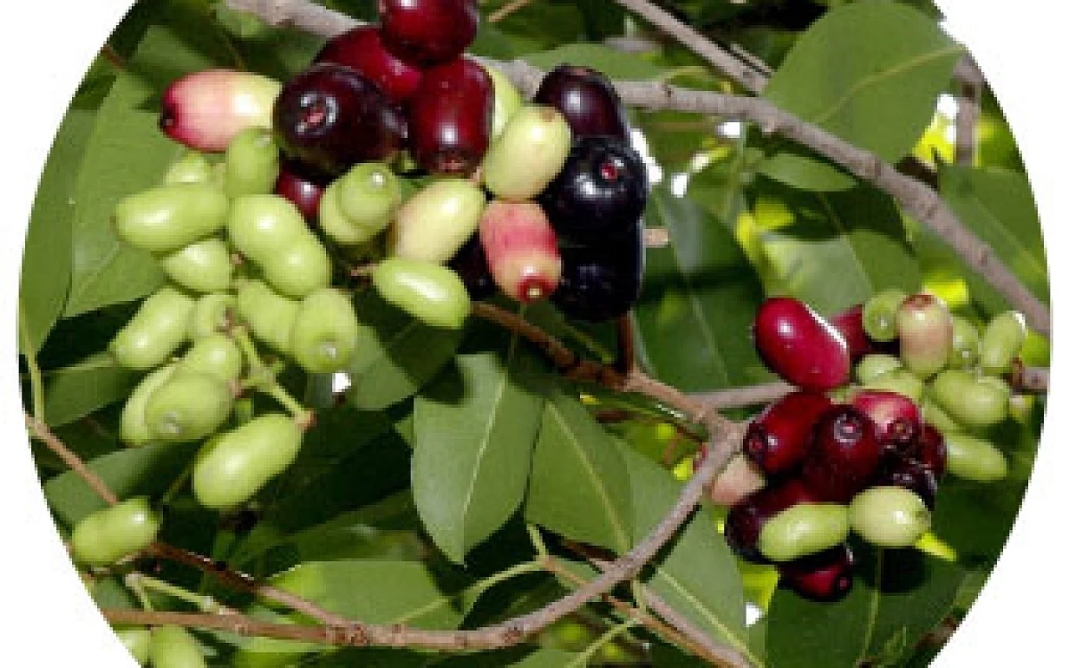 Indian Blackberry