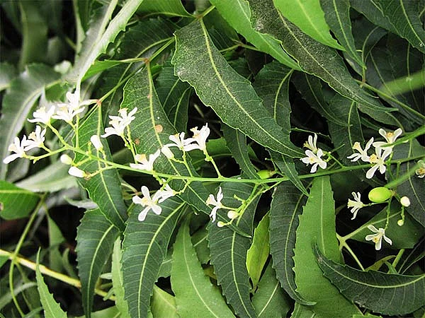 Representational Image