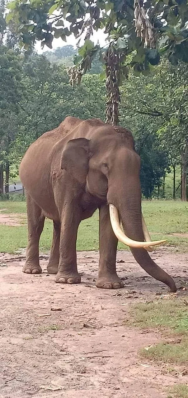 மணியன்