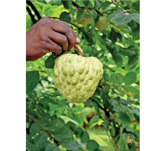 வறட்சியிலும் அள்ளித்தரும் ‘அர்கா சகான்’ புதிய ரகச் சீத்தா!