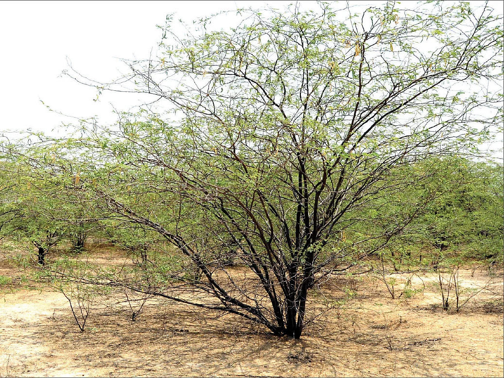 தரிசாக மாறுவதைத் தடுங்கள்... தரிசு நிலங்களை மாற்றத் தேவையில்லை!