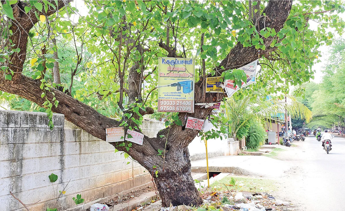 ஆணி அடிப்பதால் ஆயுளை இழக்கும் மரங்கள்! - தடைபோடுமா தமிழக அரசு?