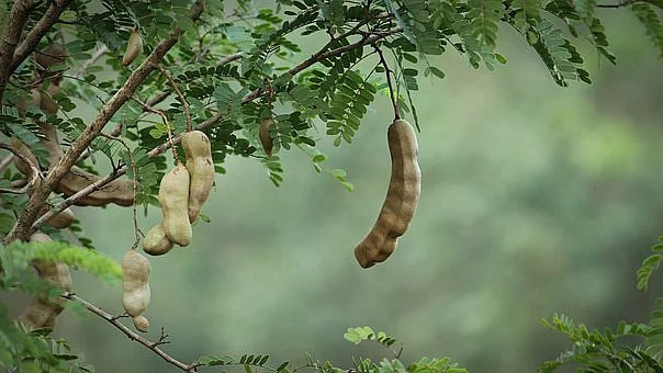 Representational Image