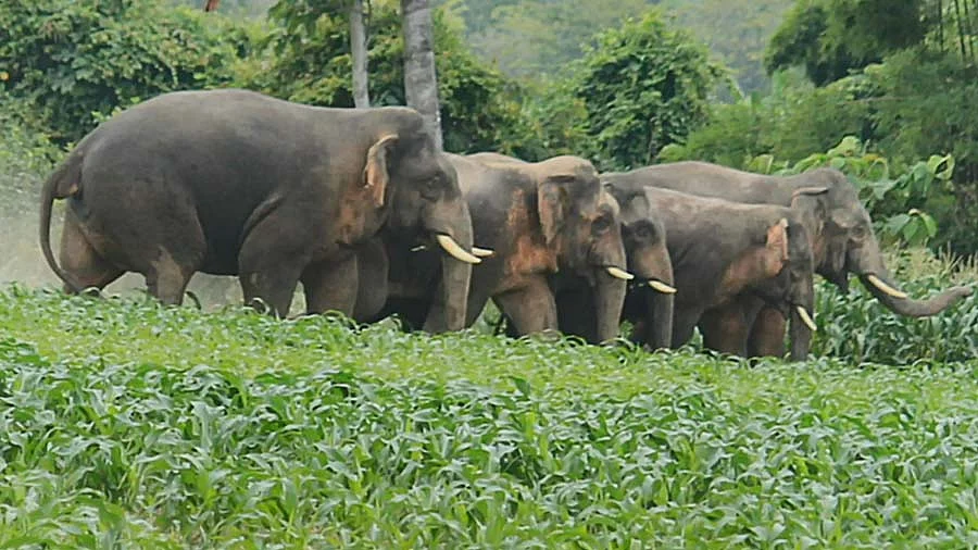 Elephant