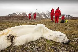 polar beer