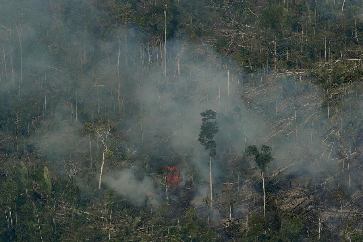 Amazon forests