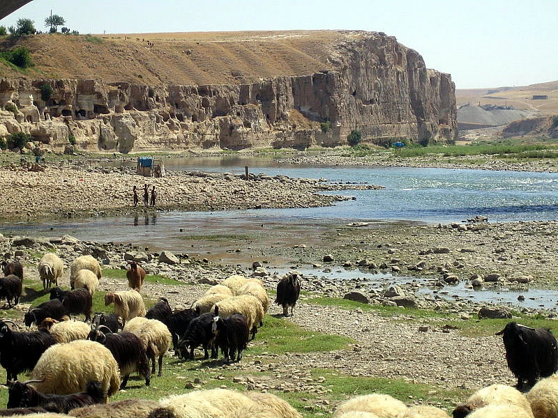 Tigris