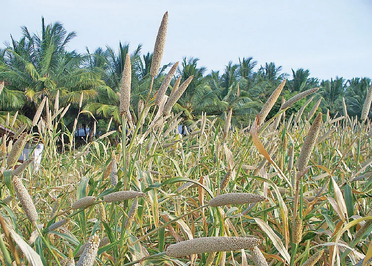 தண்டோரா