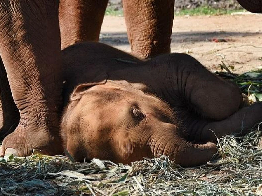 மனிதன் - யானை மோதலுக்குத் தீர்வு கண்டுபிடித்த 9-ம் வகுப்பு மாணவன்! #CelebrateElephants