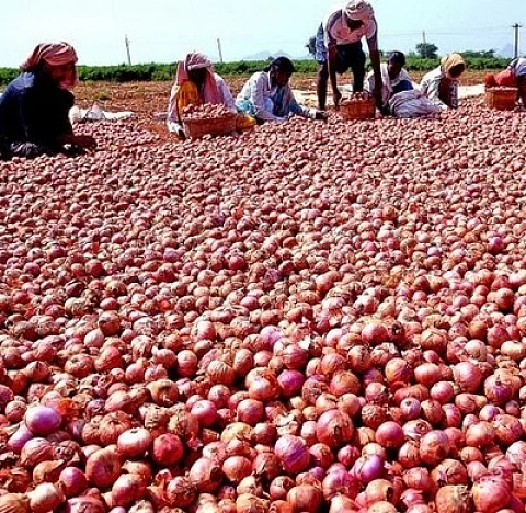 Onion