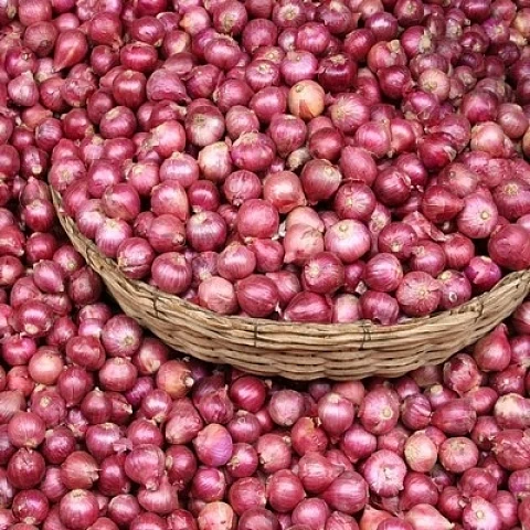 Onion