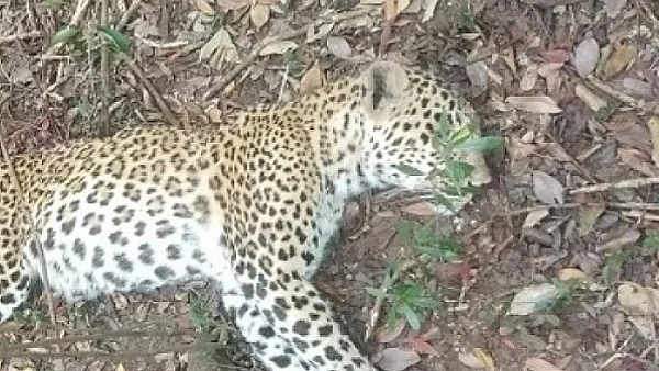 Death leopard