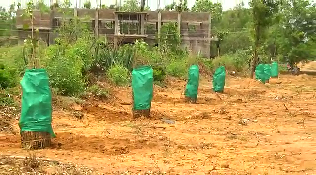tree planting