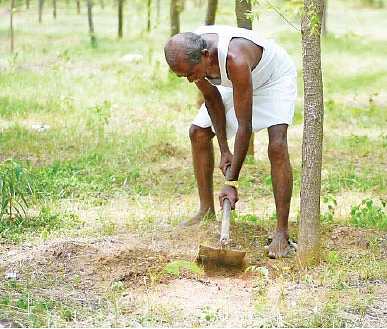 வறட்சியிலும் வருமானம் கொடுக்கும் நாட்டு வேம்பு!