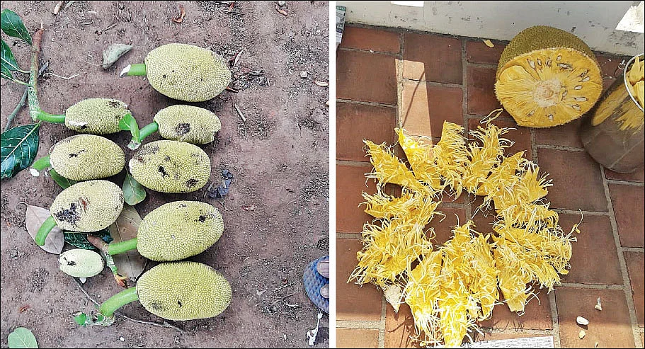 ஆண்டுக்கு, ஒரு லட்சம்... பல்லாண்டுகள் லாபம் தரும் பலா!