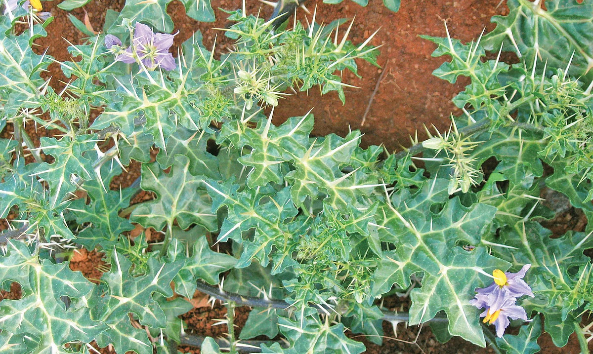 கண்டங்கத்திரி