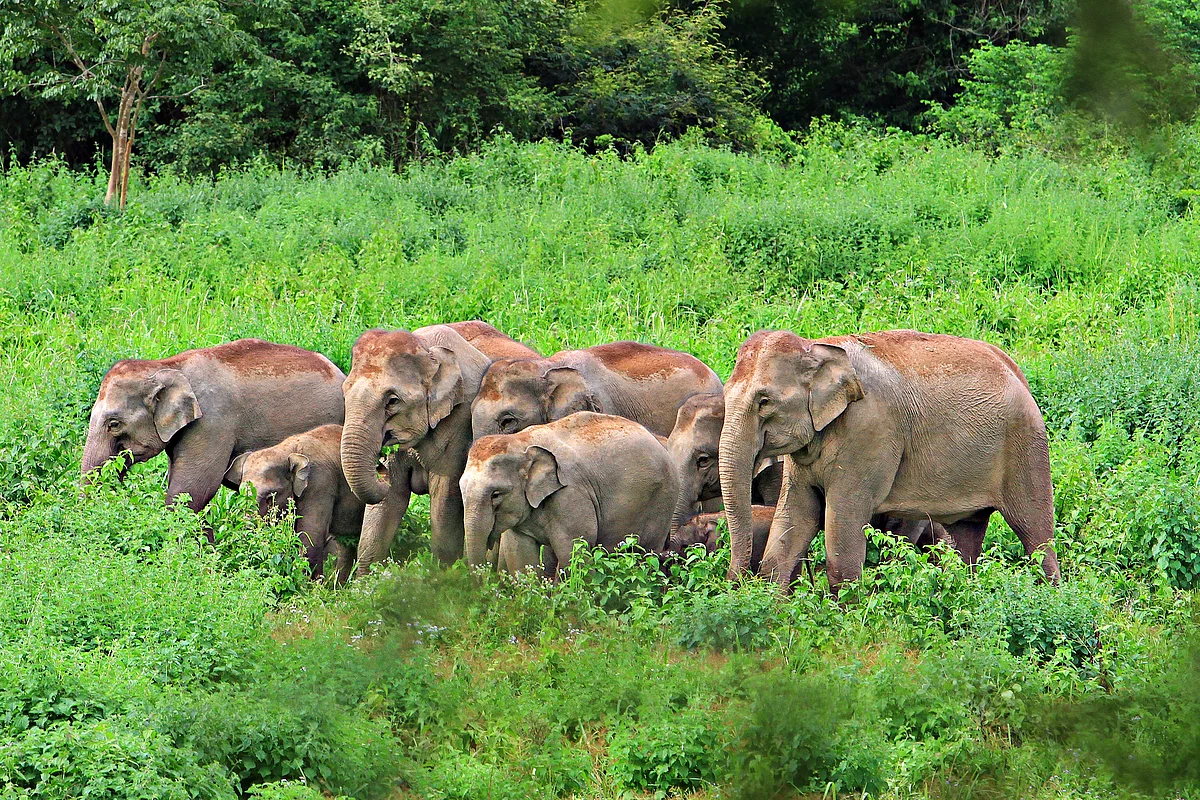 Elephants