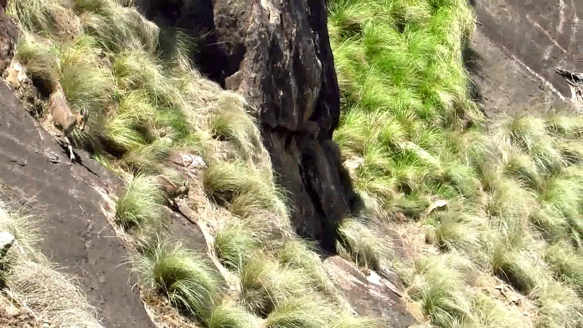 Nilgiri tahr