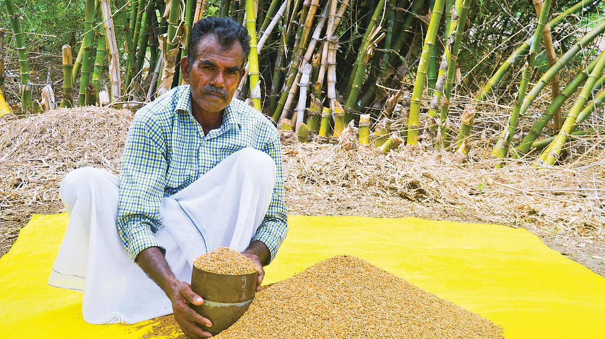 அறுவடையான நெல்லுடன் பரமசிவம்