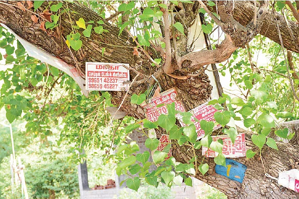 ஆணி அடிப்பதால் ஆயுளை இழக்கும் மரங்கள்! - தடைபோடுமா தமிழக அரசு?