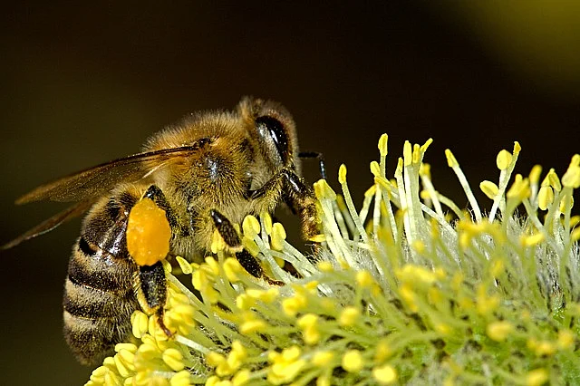 Honey Bee