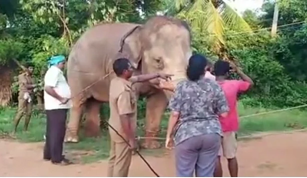 யானைகளை துன்புறுத்தும் வனத்துறை அதிகாரிகள்