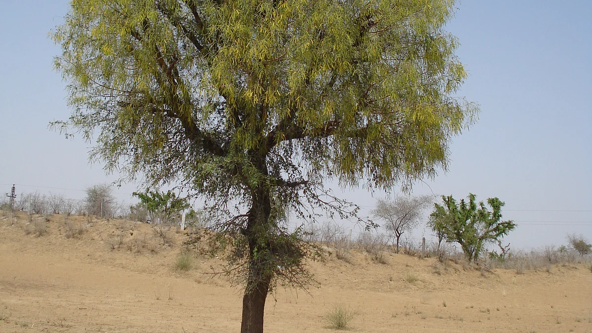 Khejri Tree