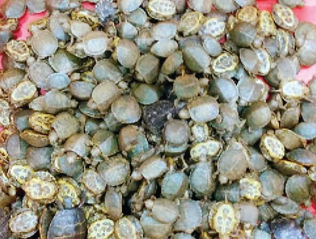 கைப்பற்றப்பட்ட சீன ஆமைகள்