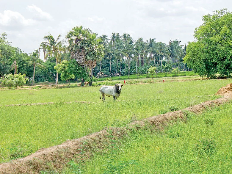 மேய்ச்சல் நிலம் பறிபோகும் அபாயம்! - பதறும் விவசாயிகள்!
