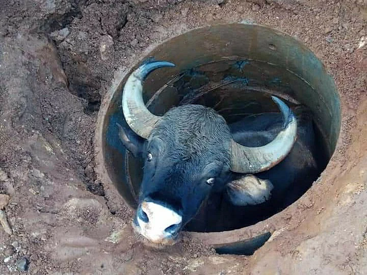 Indian Gaur