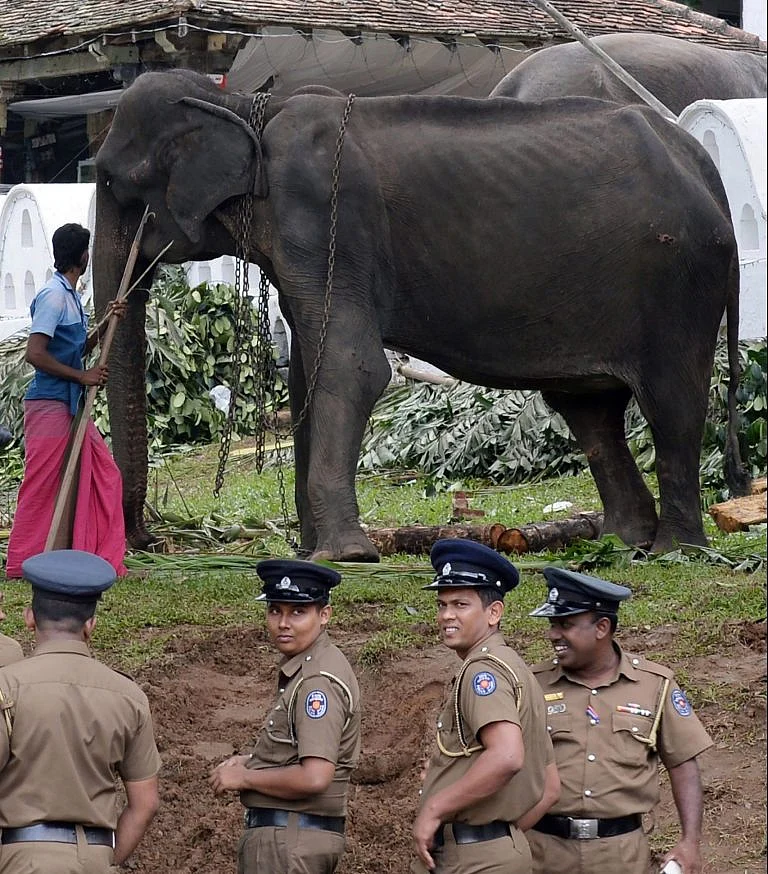 Tikkiri Elephant