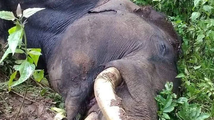மணியன்